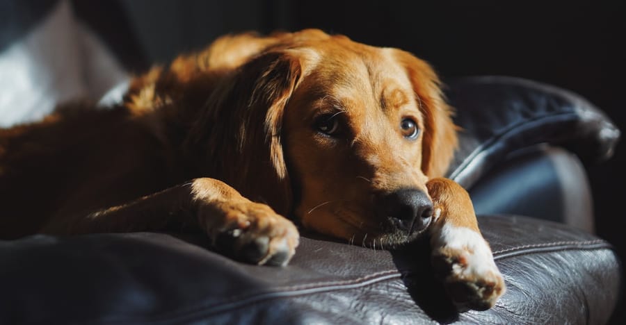 O poder dos pets: como eles podem ajudar a vender imóveis